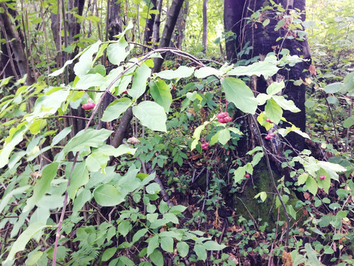 Celastraceae