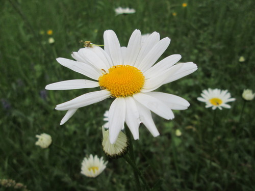 Marguerite