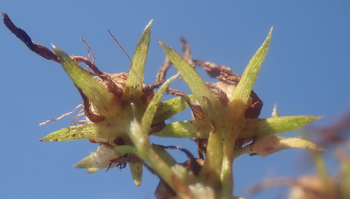 Hypericaceae