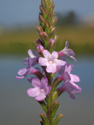 Verbenaceae