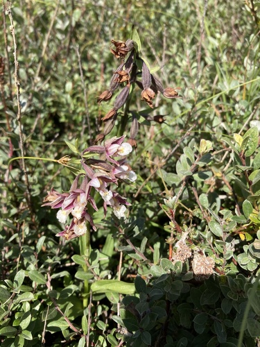 Epipactis des marais