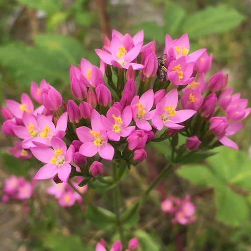 Gentianaceae