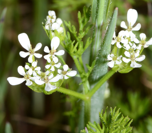Scandix peigne de Vénus