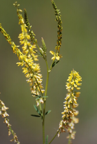 Mélilot jaune