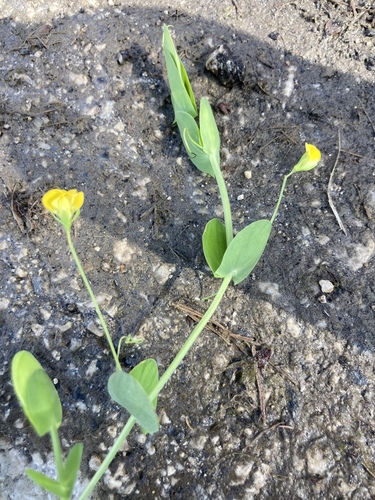 Gesse aphylle