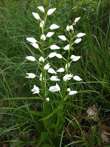 Céphalanthère à feuilles longues