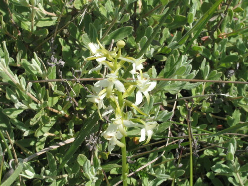 Orchidaceae