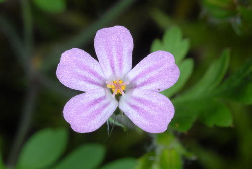 Géranium pourpre