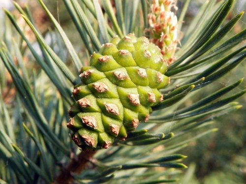 Pinaceae