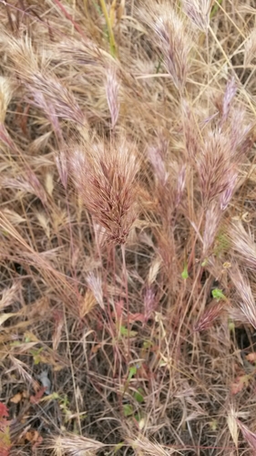 Brome rouge