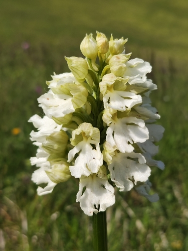 orchis pourpre