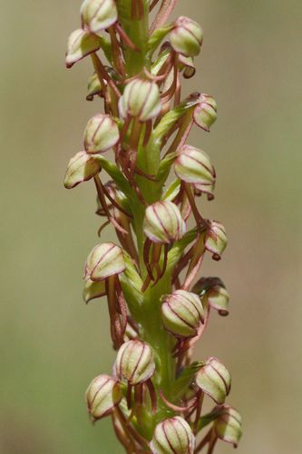 Orchis homme-pendu