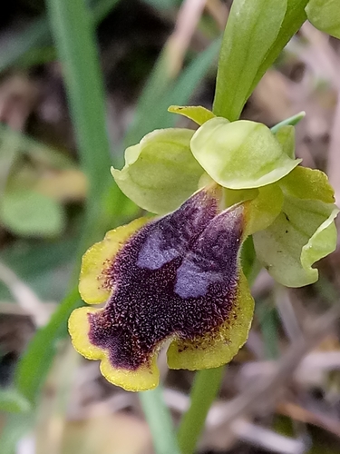 Ophrys jaunes