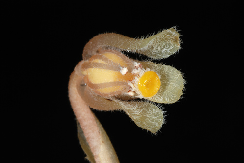 Ericaceae
