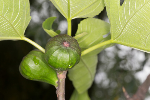 Moraceae