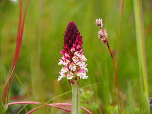 Orchis brûlé