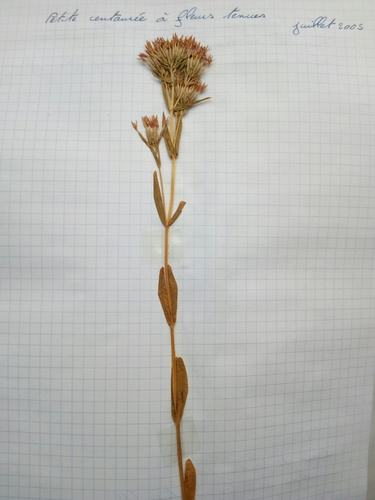 Érythrée à petites fleurs