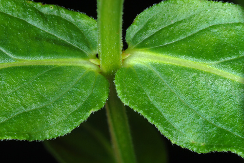 Lythraceae