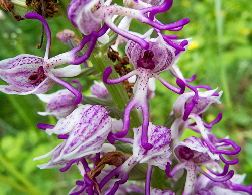 Orchis singe