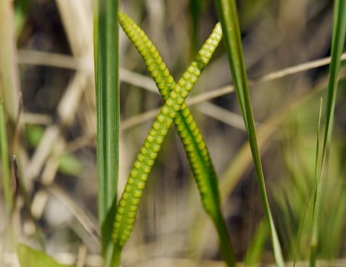 Ophioglossaceae
