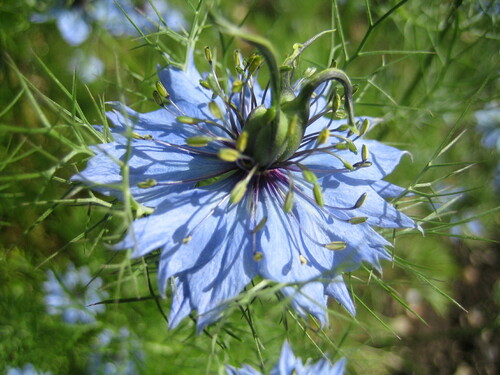 Nigelle de Damas