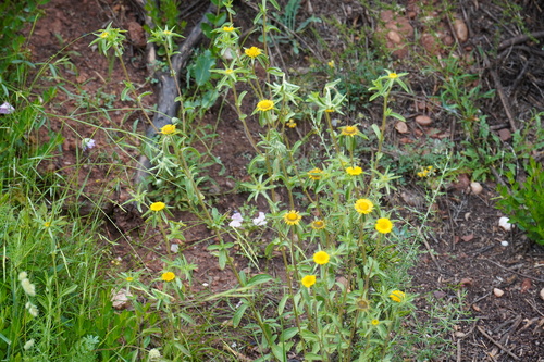 Astérolide épineux
