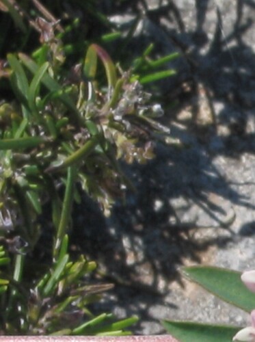 Lamiaceae