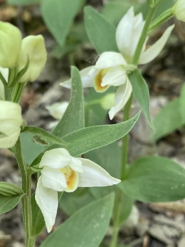 Céphalanthère à grandes fleurs