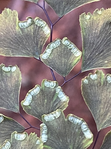 Pteridaceae