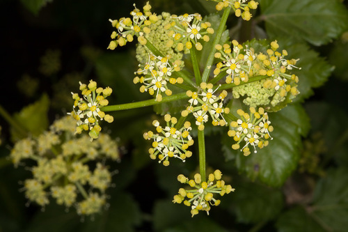 Apiaceae