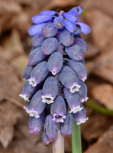 Muscari à grappes