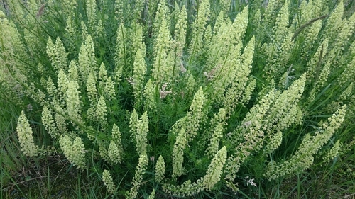 Resedaceae