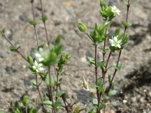 Sabline à feuilles de serpolet