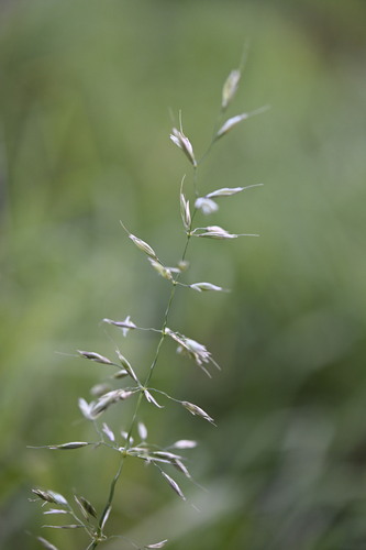 Fromental élevé