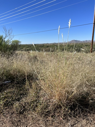 Barbon Andropogon