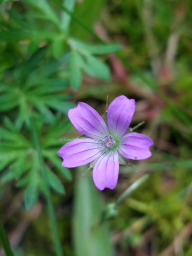 Geraniaceae