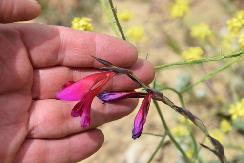 Iridaceae