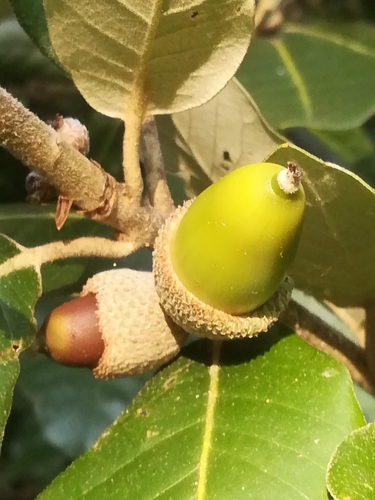 Fagaceae