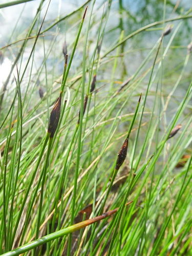 Cyperaceae