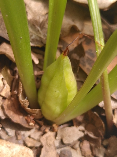 Colchicaceae