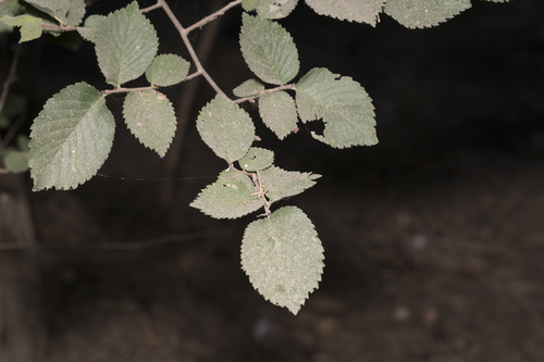 Ulmaceae