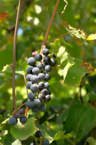 Vitaceae