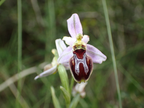 Ophrys exalté