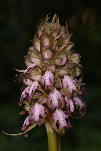 Orchis géant
