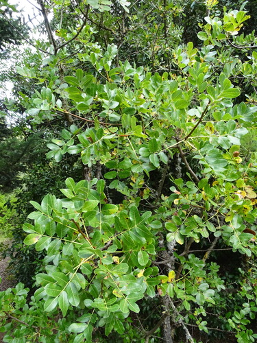 Anacardiaceae