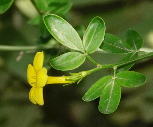Oleaceae