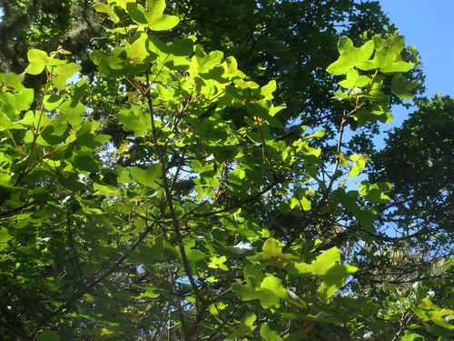 Sapindaceae
