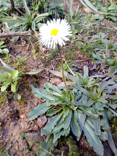 Pâquerette d'automne de Cirillo
