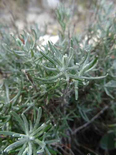 Immortelle commune