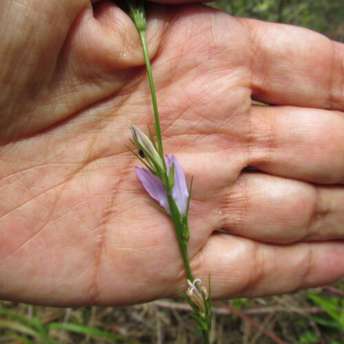 Campanule raiponce